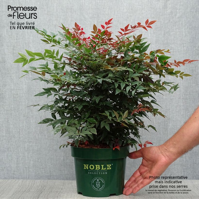 Ejemplar de Nandina Obsessed Seika - Bambou sacré en pot de 2L/3L entregado en otoño