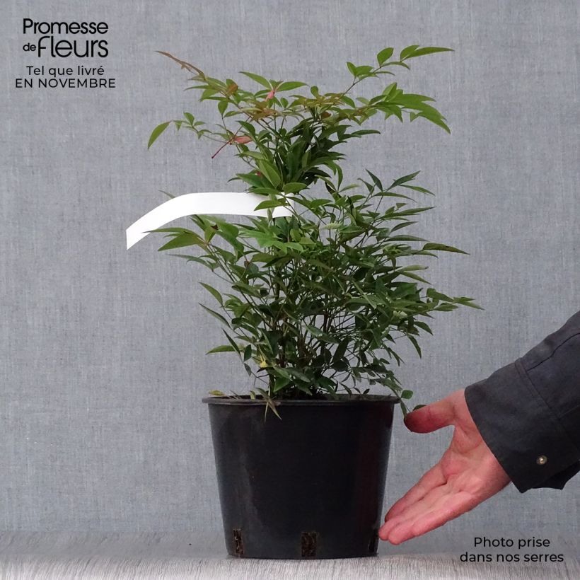 Ejemplar de Nandina domestica - Bambou sacré - Pot de 2L/3L entregado en otoño