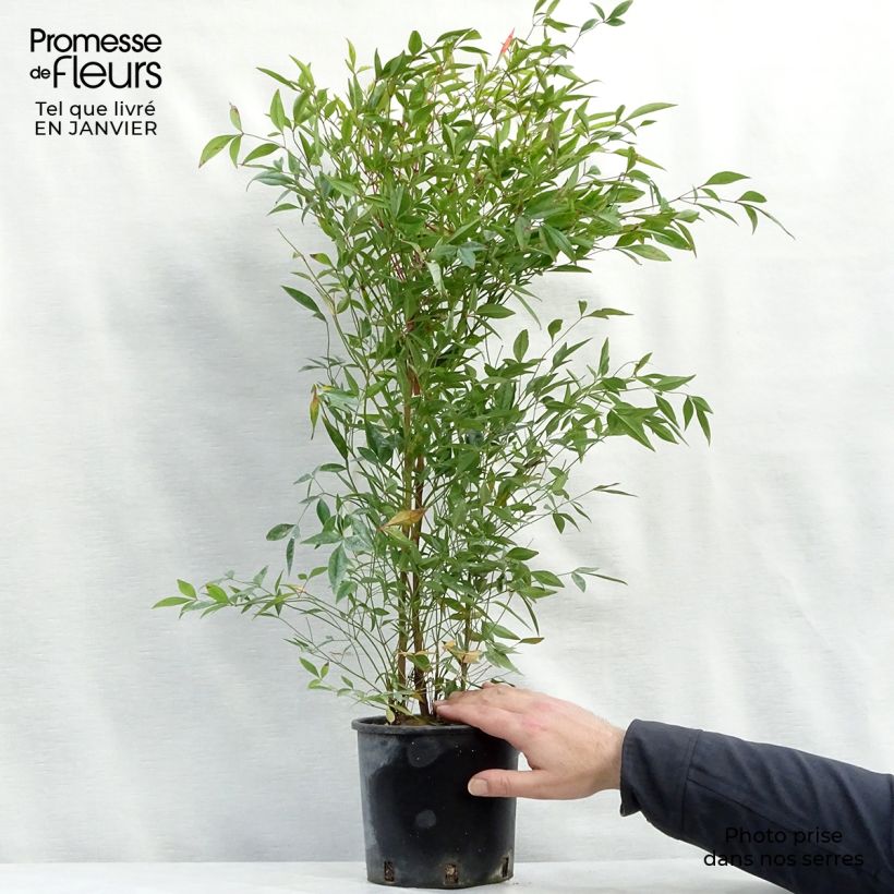 Nandina domestica - Bambou sacré - Pot de 2L/3L Ejemplar entregado en invierno