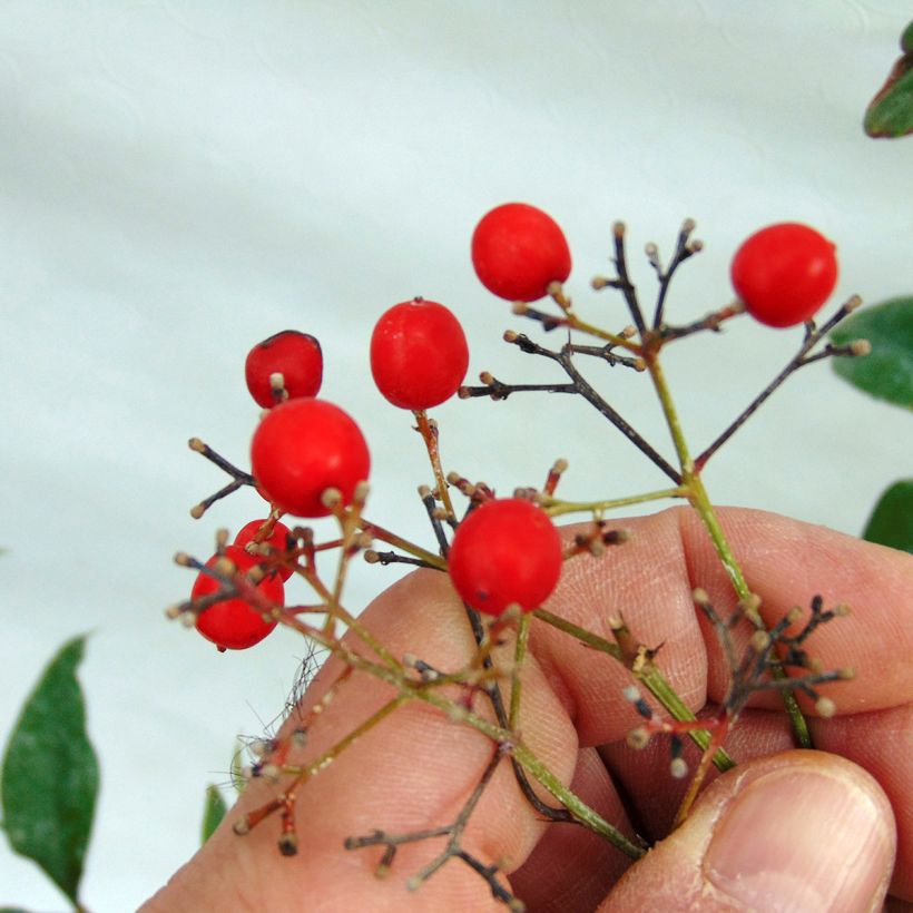 Nandina domestica - Bambú sagrado (Cosecha)