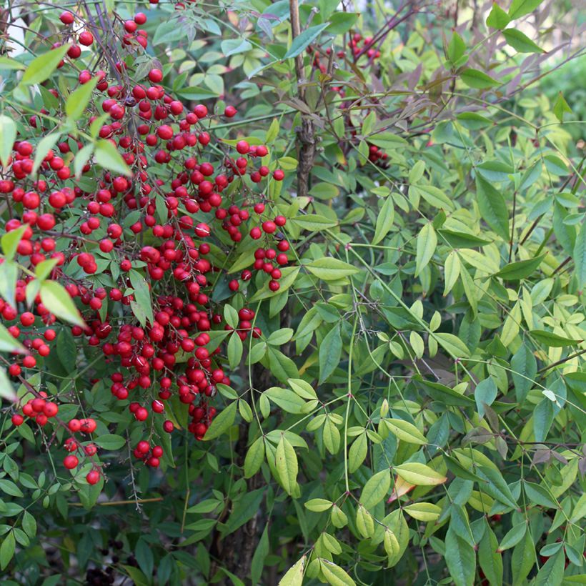 Nandina domestica - Bambú sagrado (Follaje)