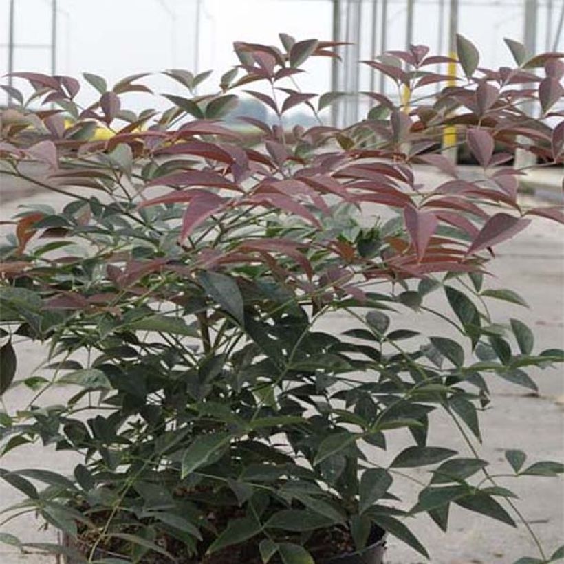 Nandina domestica FLIRT Murasaki (Follaje)