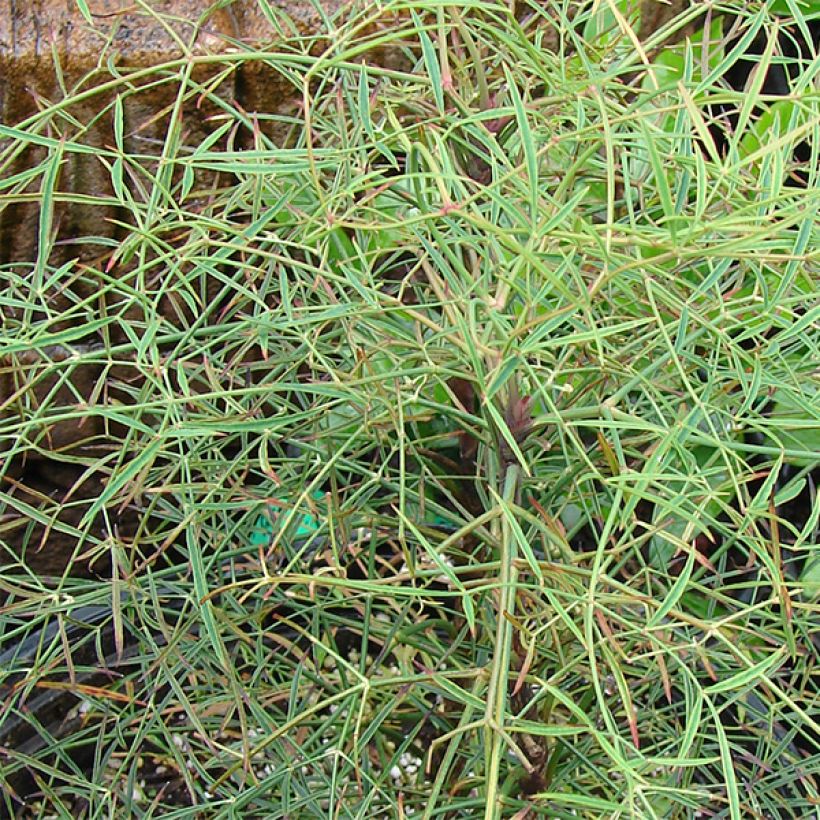 Nandina domestica Filamentosa (Follaje)