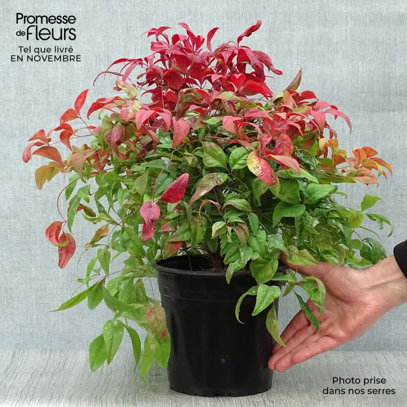 Ejemplar de Nandina domestica Fire Power en pot de 4/5L entregado en otoño