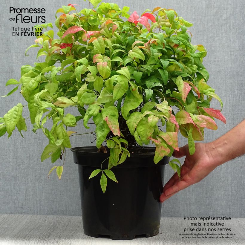 Ejemplar de Nandina domestica Fire Power en pot de 7,5L/10L entregado en otoño