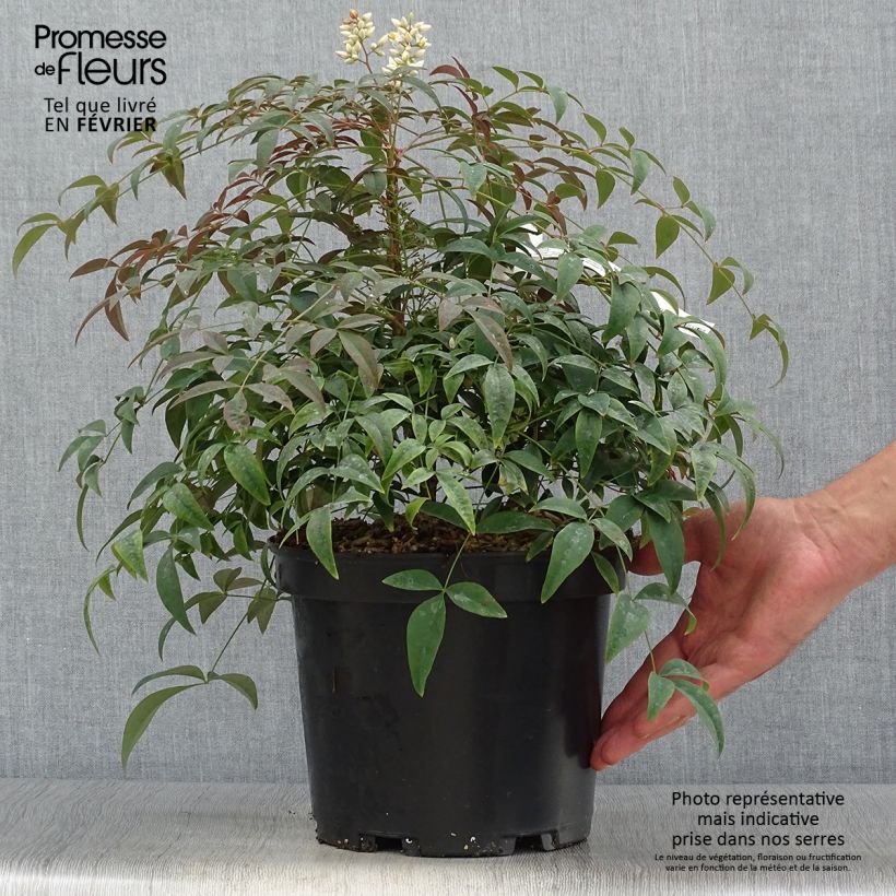 Ejemplar de Nandina domestica Flirt - Bambou sacré nain Pot de 3L/4L entregado en otoño