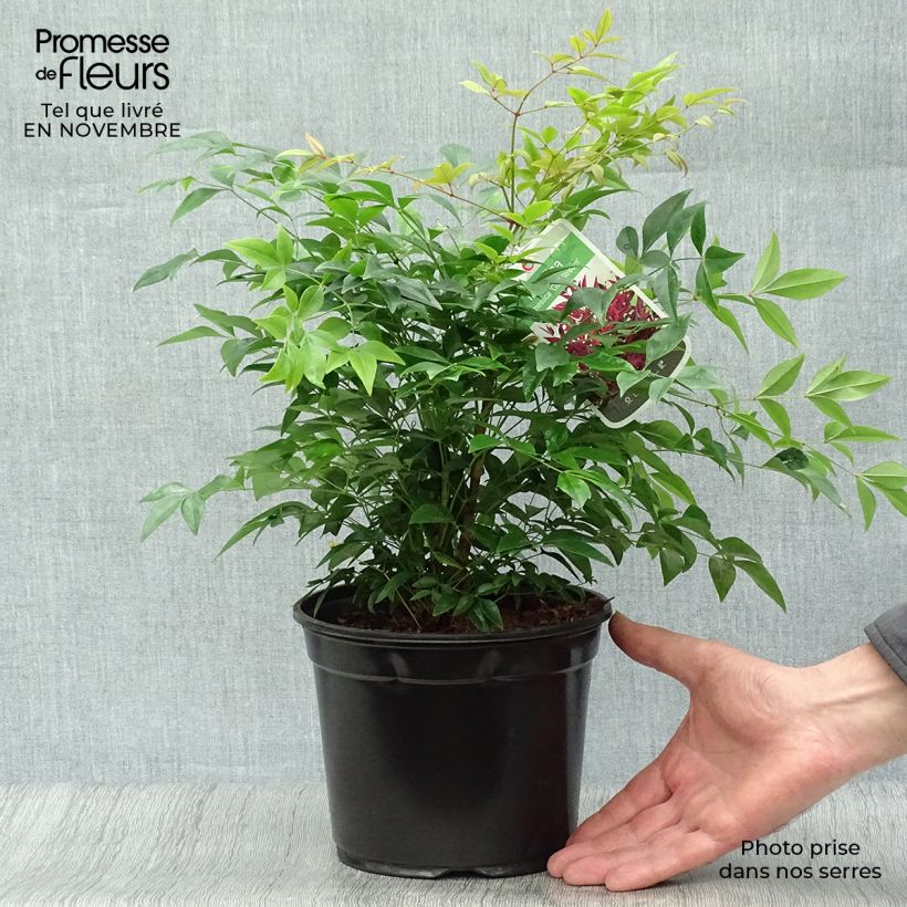 Ejemplar de Nandina domestica Gulf Stream - Bambou sacré orange cuivre C2L/3L entregado en otoño