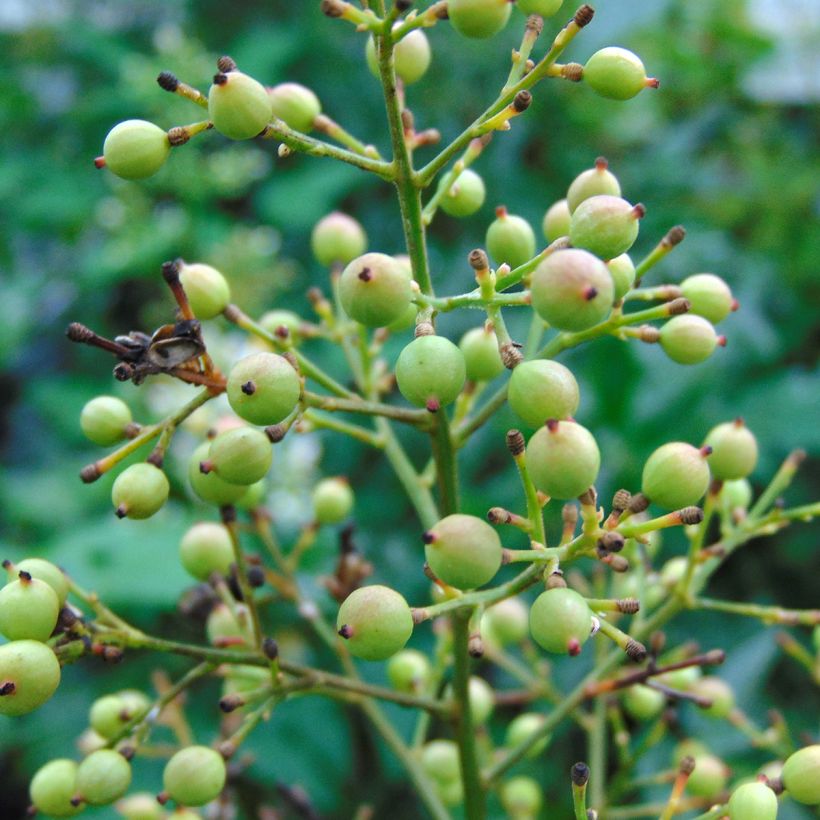 Nandina domestica Richmond (Cosecha)