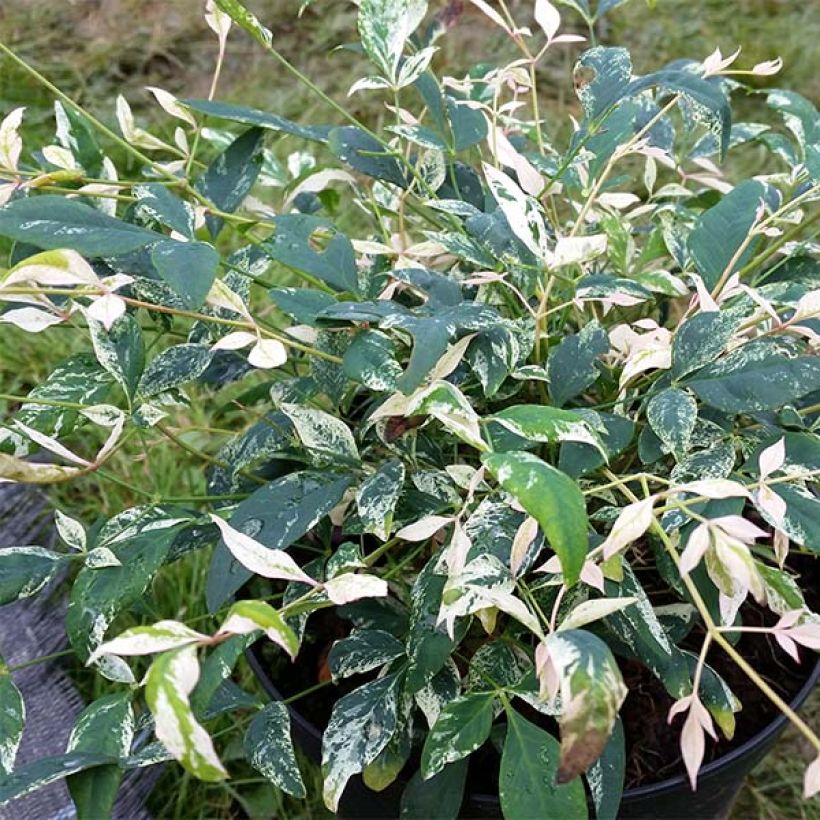 Nandina domestica Twilight (Follaje)