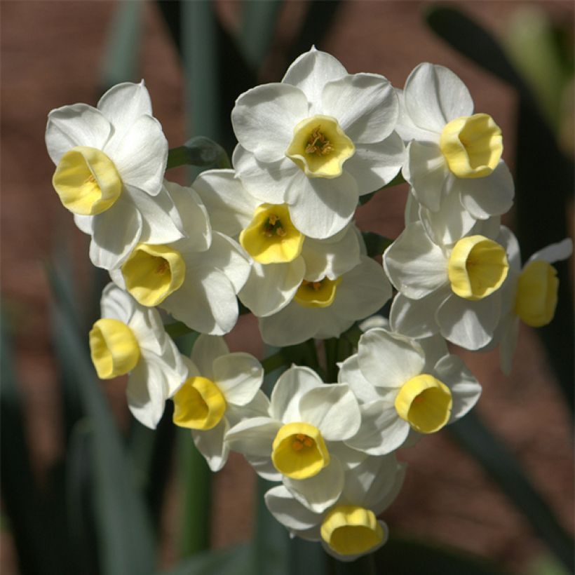 Narciso tazetta Avalanche (Floración)