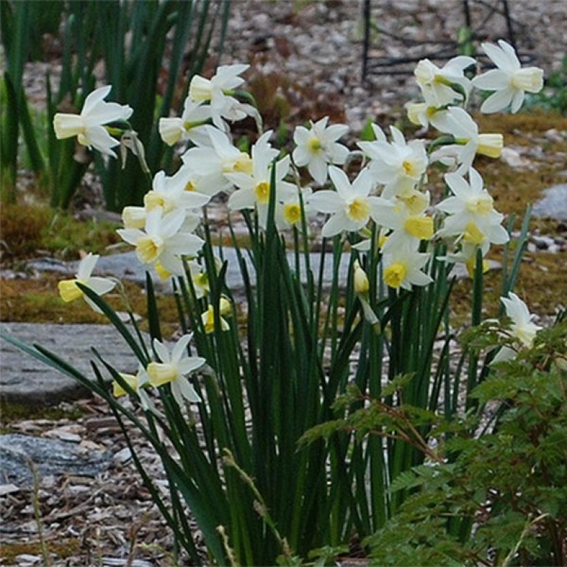 Narciso Bella Estrella (Floración)