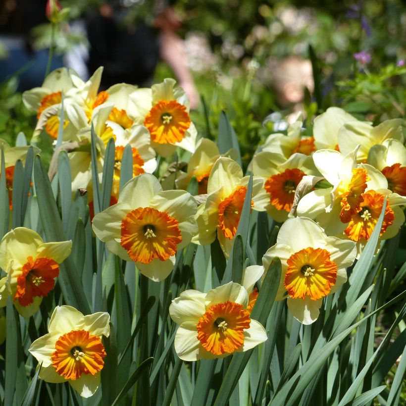 Narciso Berlin (Floración)