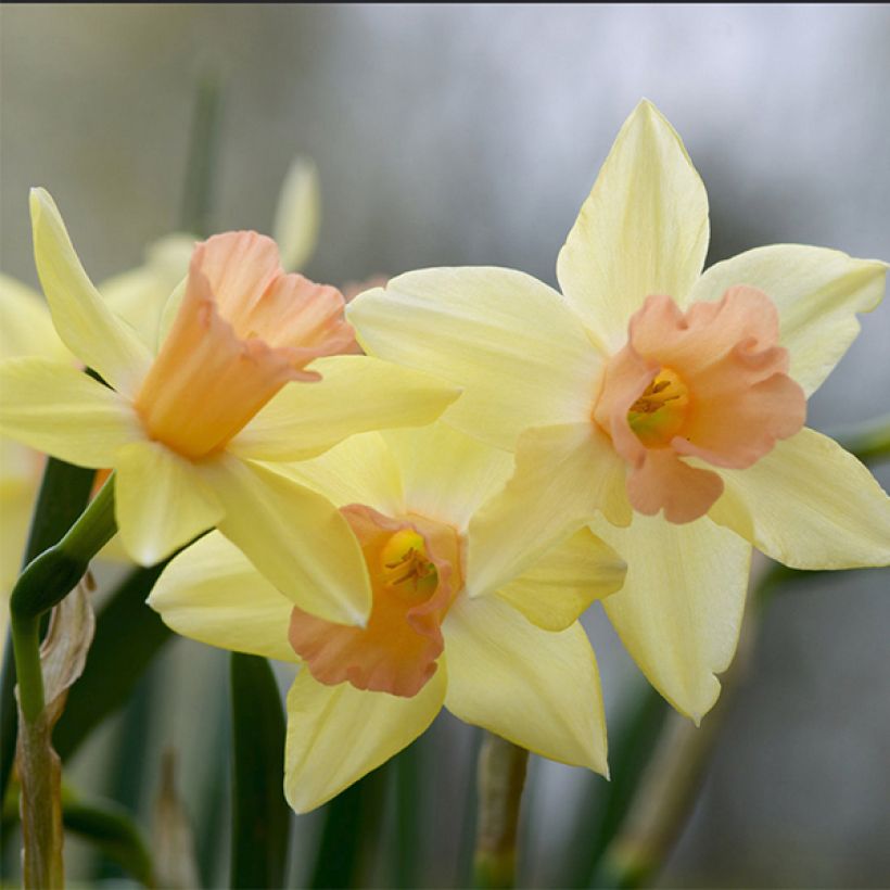 Narciso jonquilla Blushing Lady (Floración)