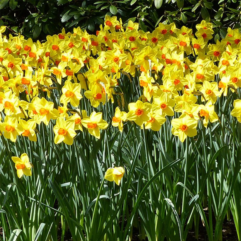 Narciso Brackenhurst (Floración)