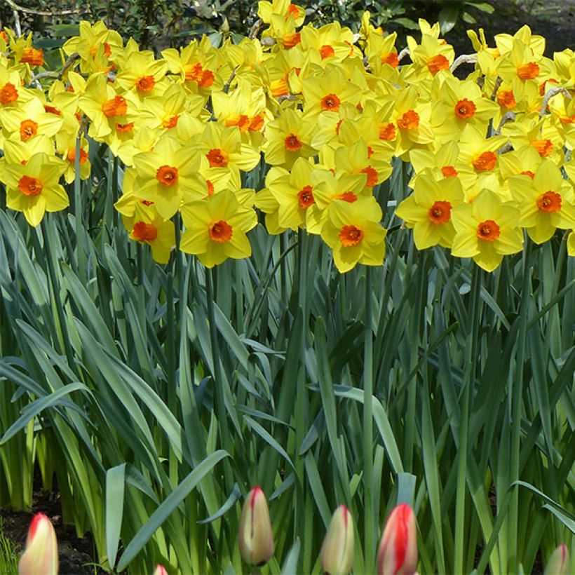 Narciso Brackenhurst (Porte)