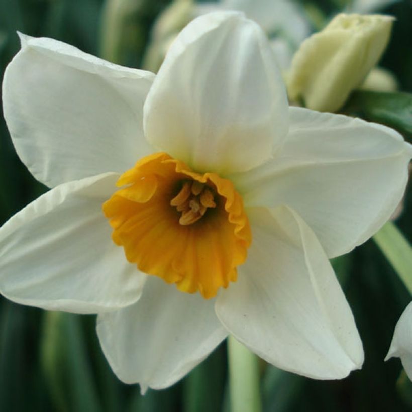 Narciso tazetta Geranium (Floración)