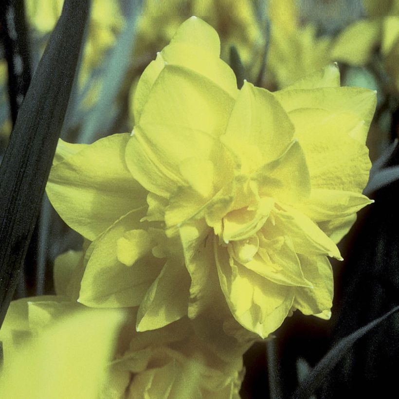 Narciso Golden Ducat (Floración)