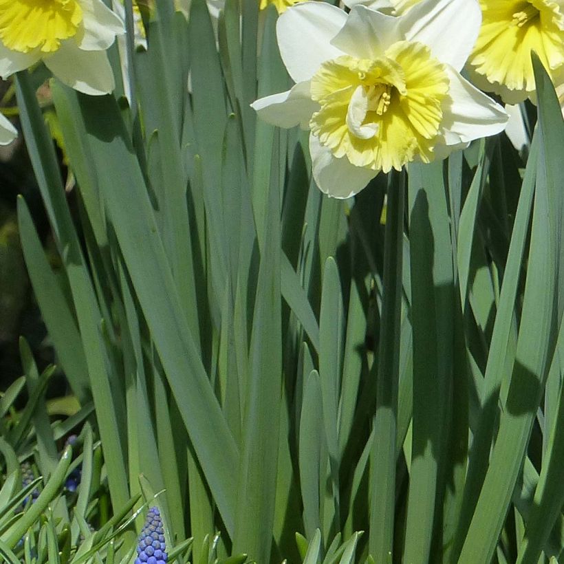 Narciso Ice Follies (Follaje)