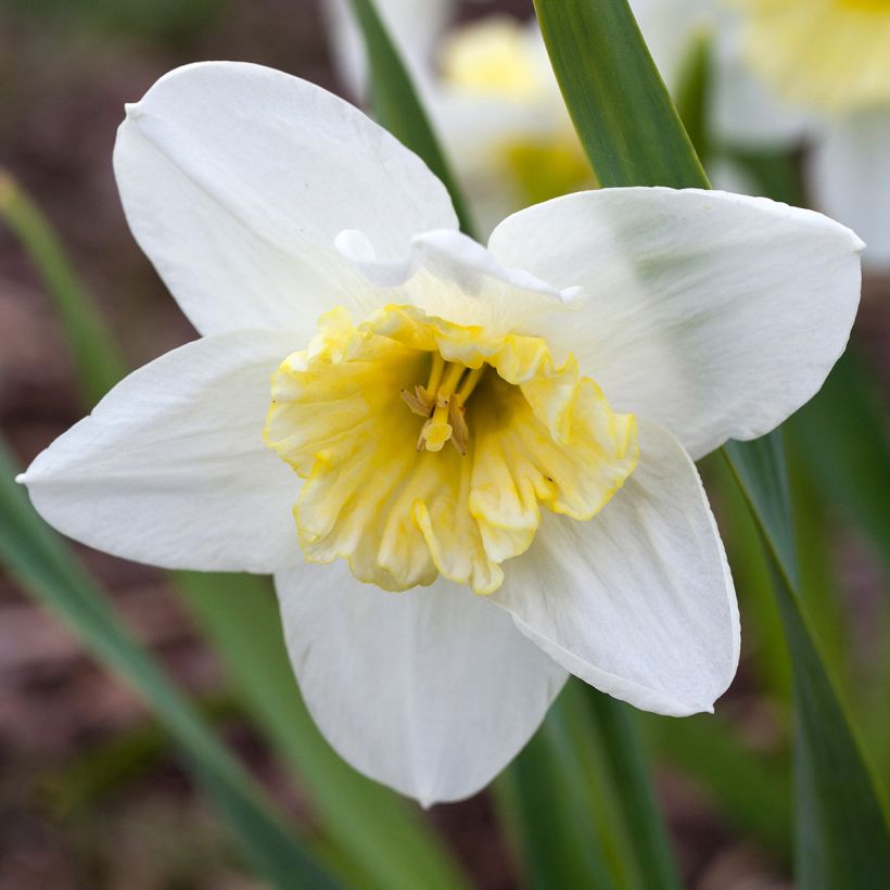 Narciso Ice Follies (Floración)