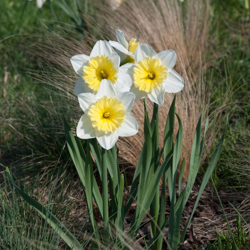 Narciso Ice Follies (Porte)