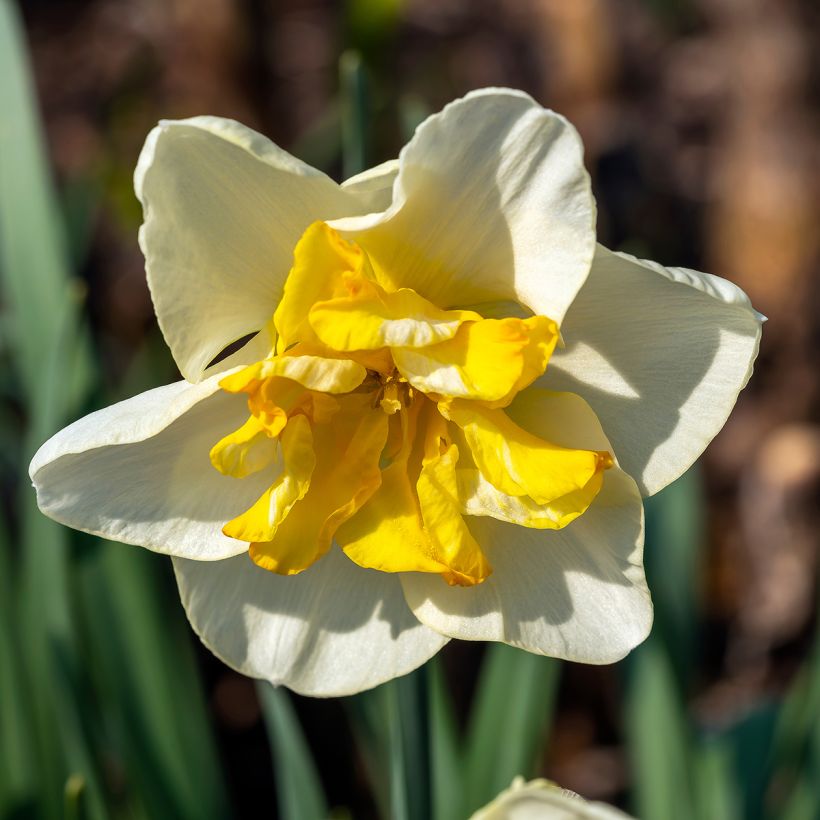 Narciso Lemon Beauty (Floración)