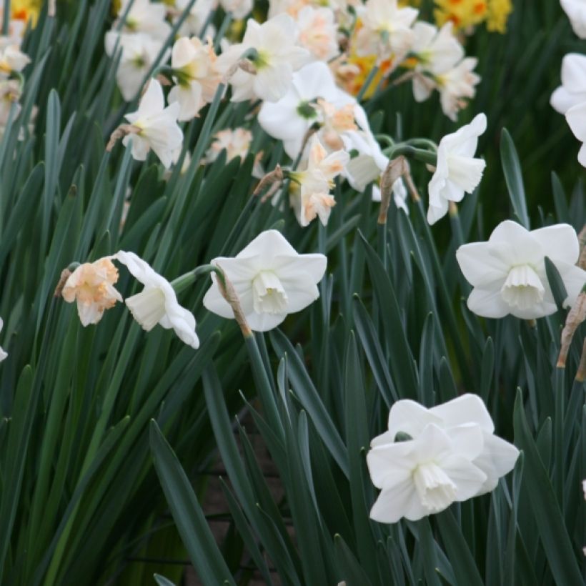 Narciso Misty Glen (Porte)