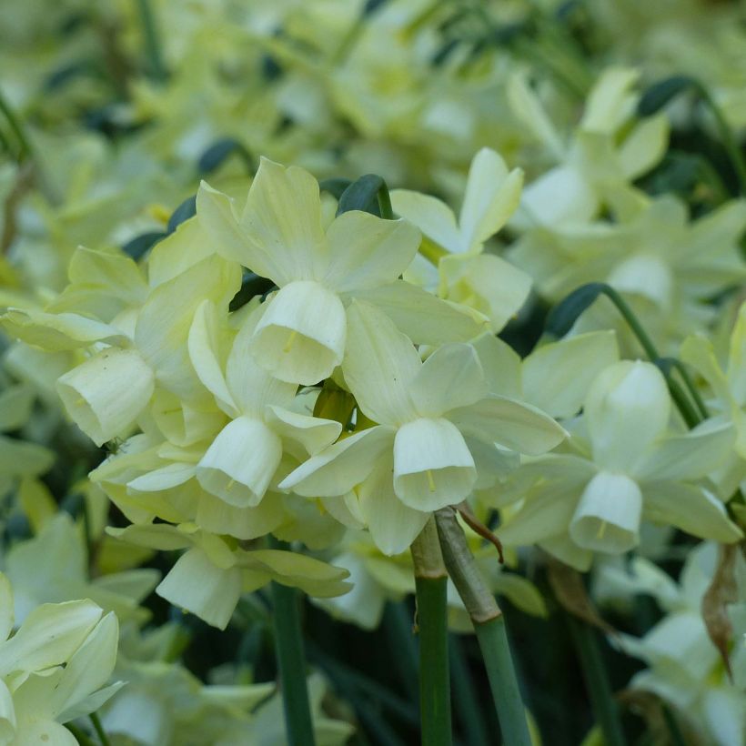 Narciso Moonlight Sensation (Floración)