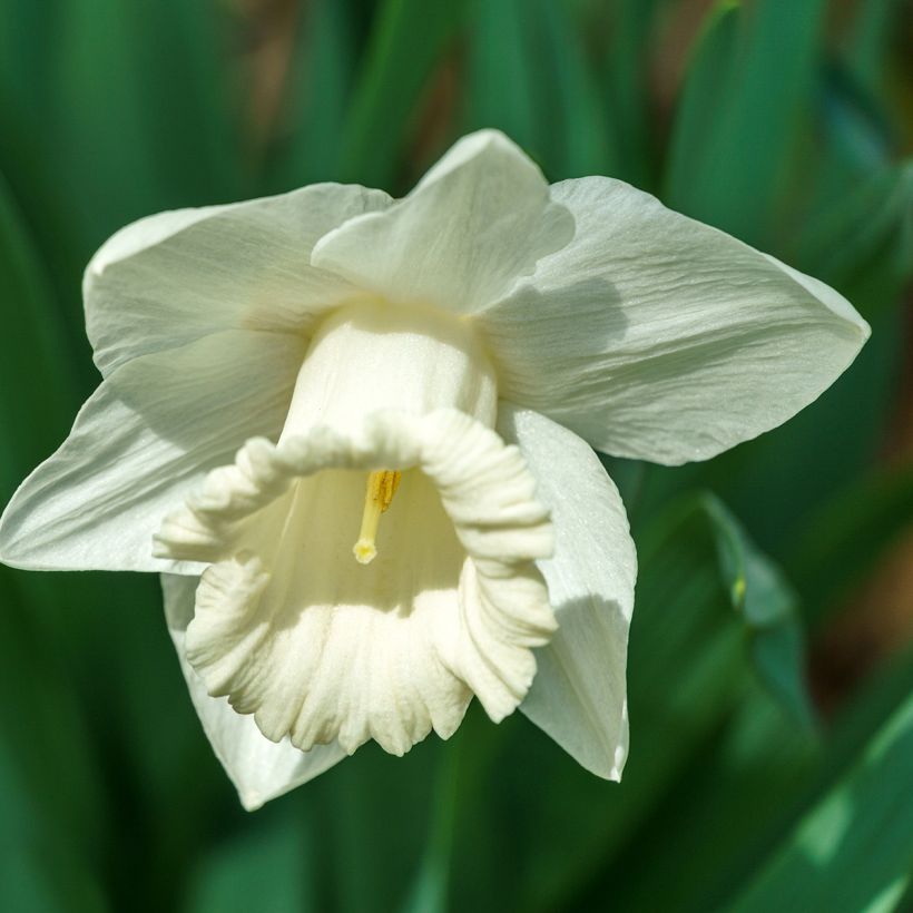 Narciso Mount Hood (Floración)