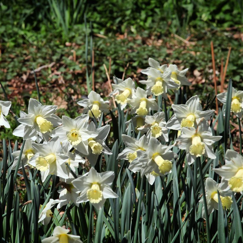 Narciso Mount Hood (Porte)