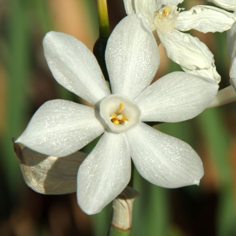 Narciso papyraceus Paperwhite (Floración)