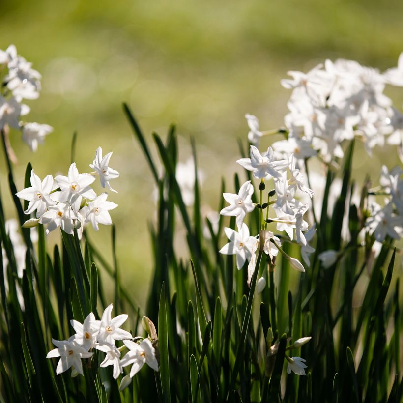 Narciso papyraceus Paperwhite (Porte)