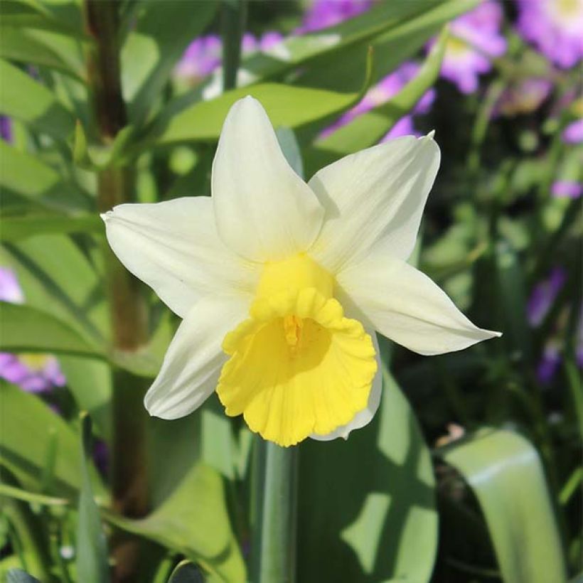 Narcisus cyclamineus Peeping Jenny (Floración)