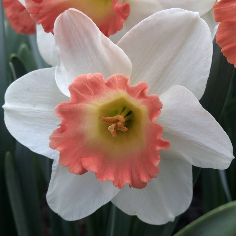 Narciso Pink Charm (Floración)