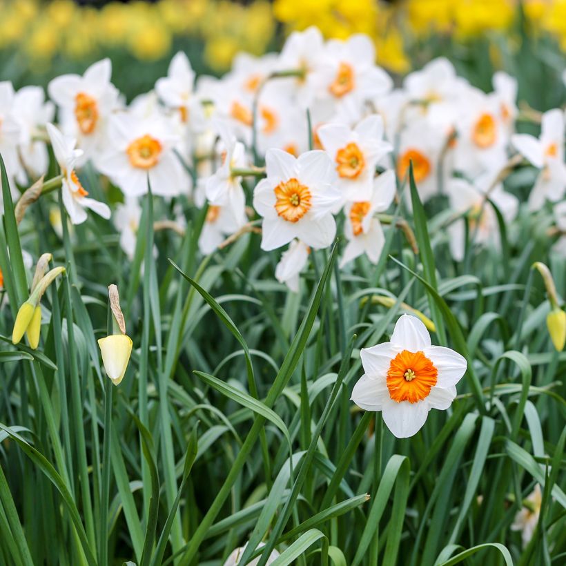 Narciso Professor Einstein (Porte)