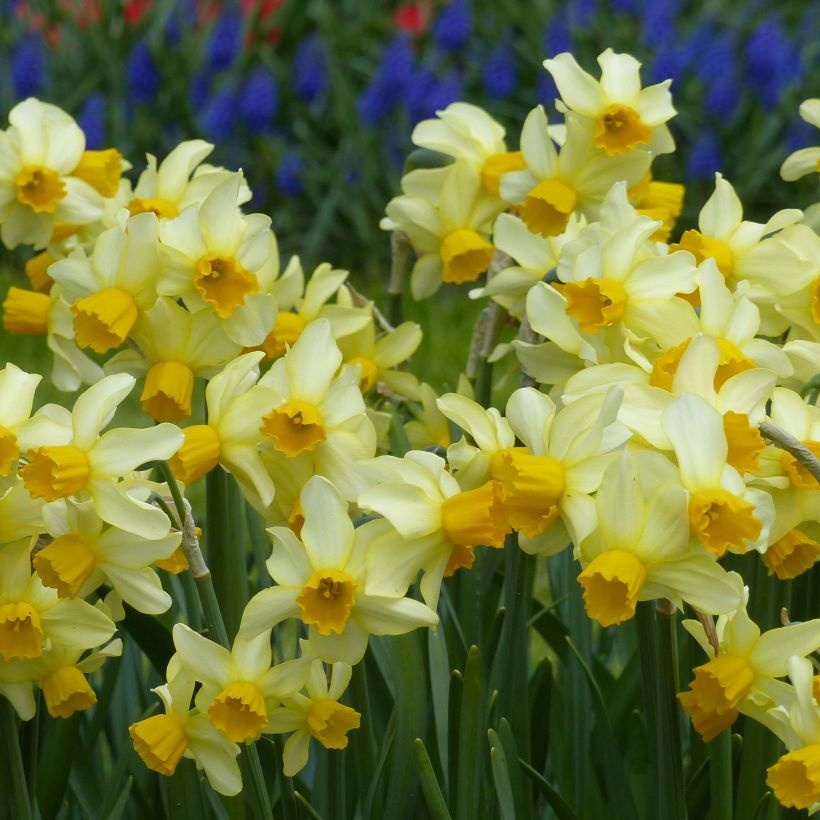 Narciso Spring Sunshine (Floración)