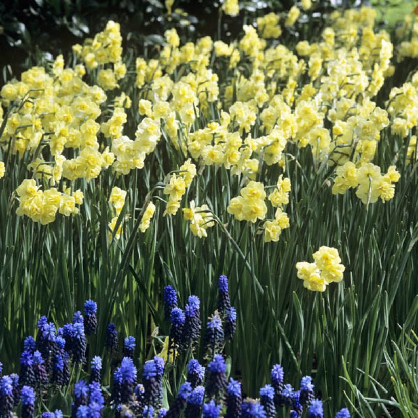 Narciso Yellow Cheerfulness (Porte)