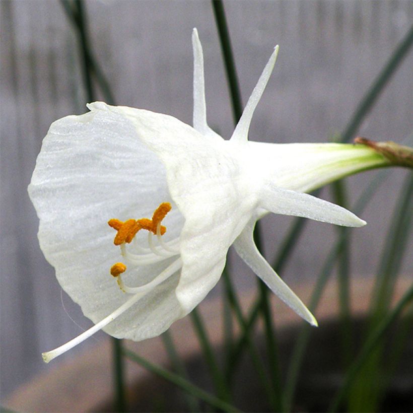 Narciso bulbocodium Cantabricus - Narciso de olor (Floración)