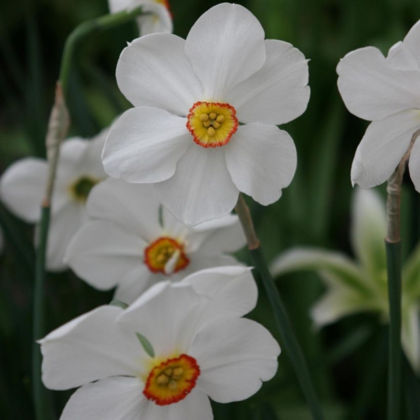 Narciso poeticus Actaea (Floración)