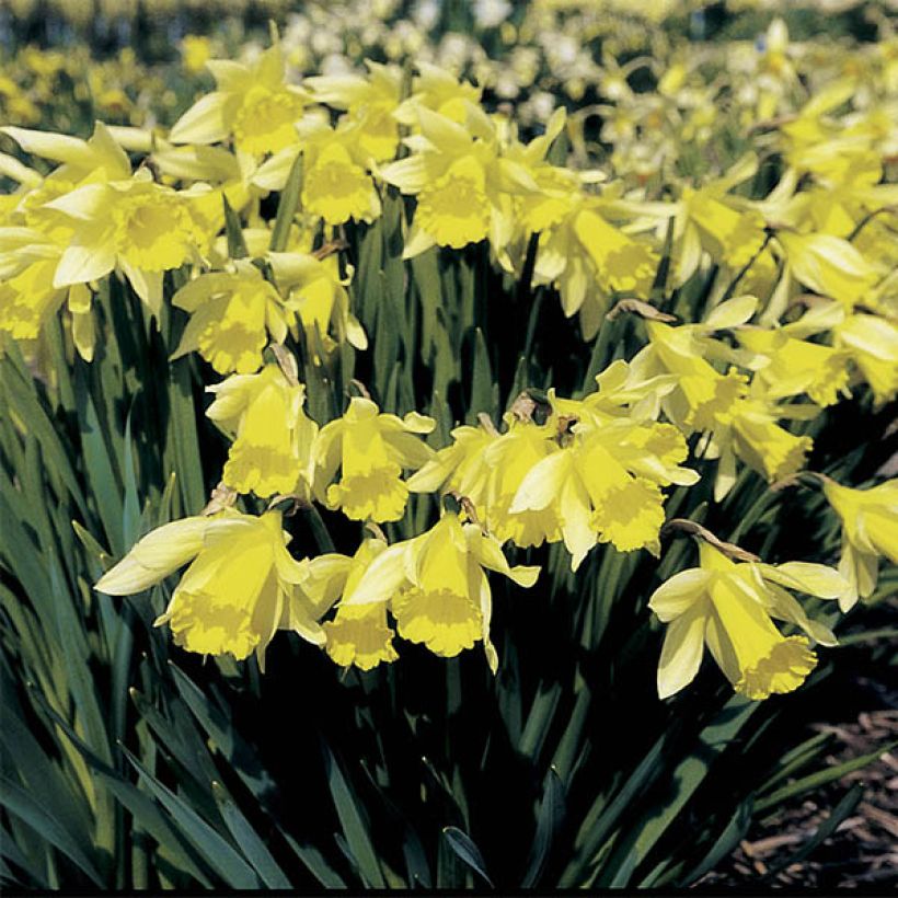 Narcissus pseudonarcissus (Porte)