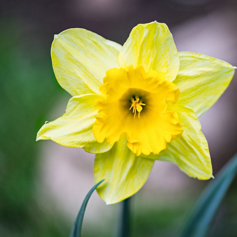 Narcissus pseudonarcissus (Floración)