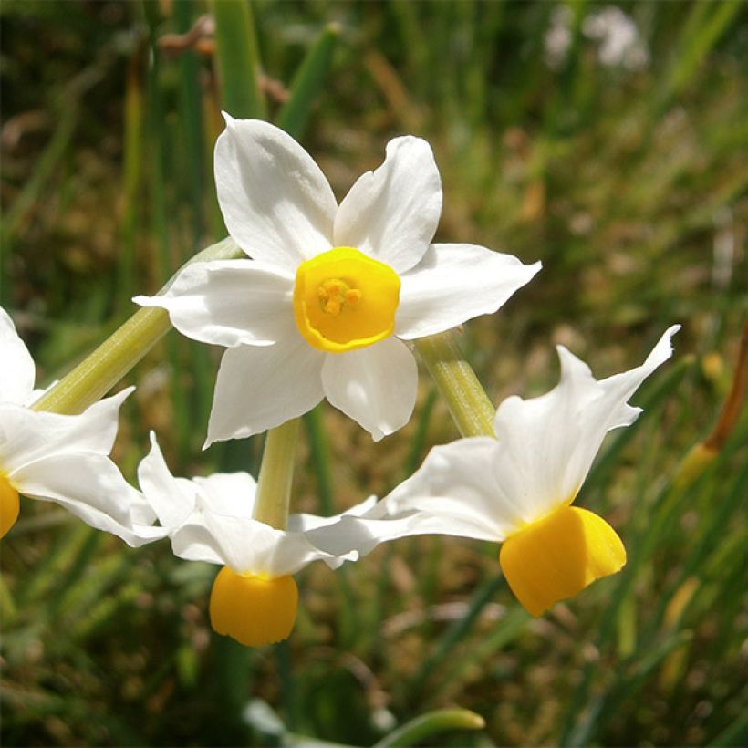 Narciso tazetta Canaliculatus (Floración)