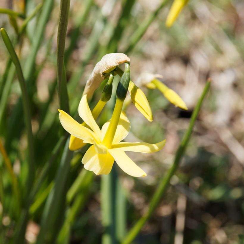 Narciso triandrus Hawera (Floración)