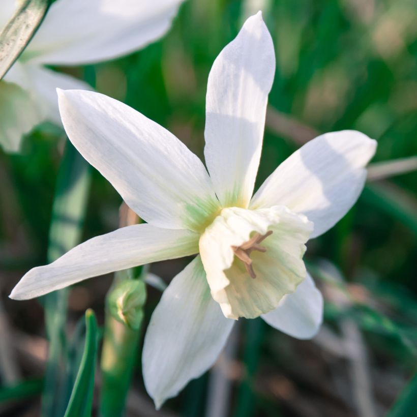 Narciso triandrus Thalia (Floración)