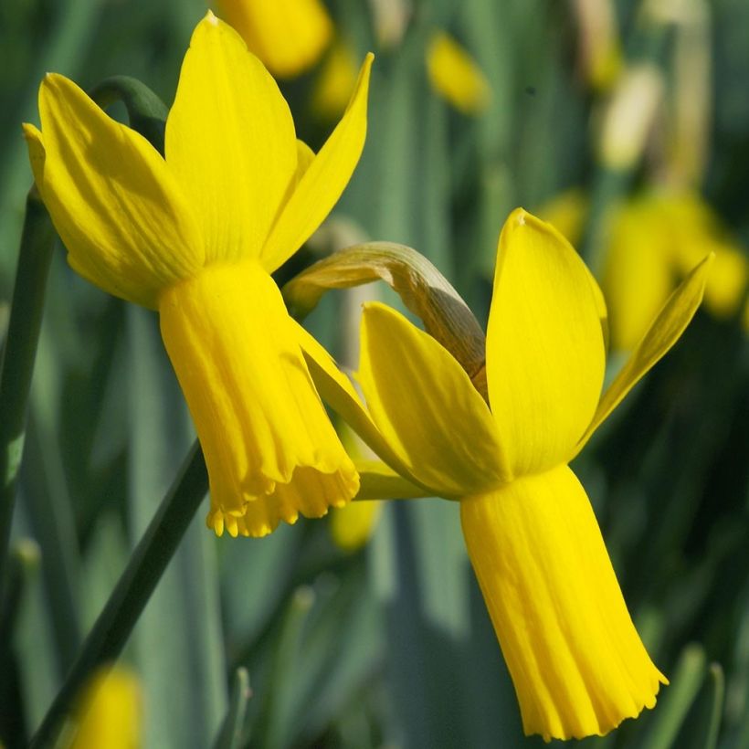 Narciso cyclamineus Rapture (Floración)