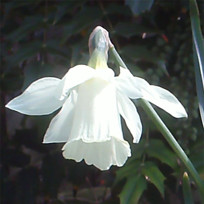 Narciso de los poetas - Narcissus pseudonarcissus subsp. moschatus (Floración)