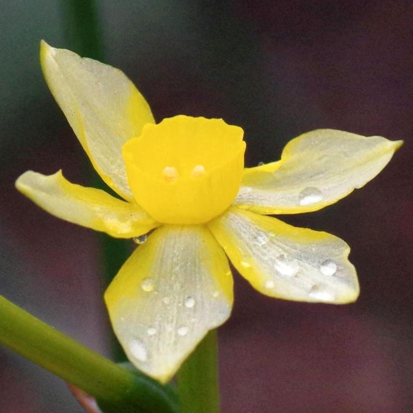 Narciso New Baby (Floración)