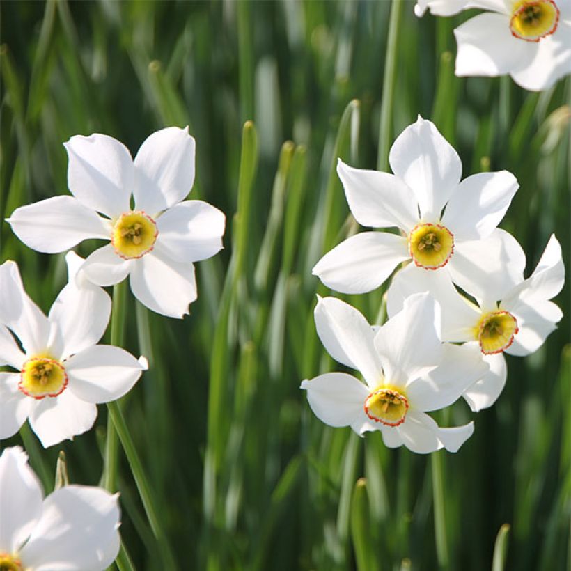 Narciso de los poetas - Narcissus poeticus var. recurvus (Floración)