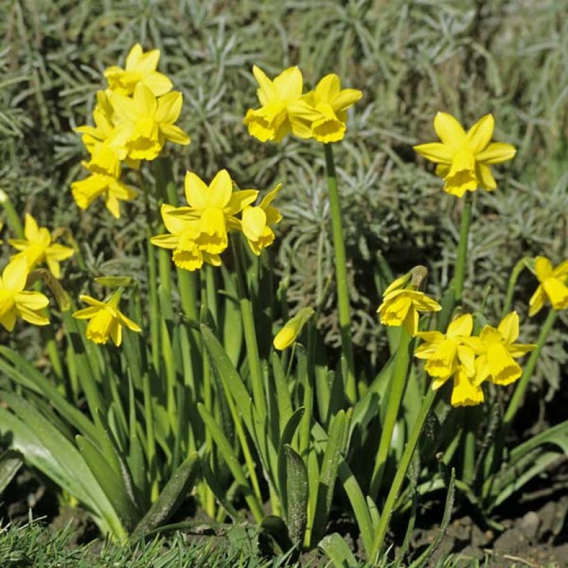 Narciso cyclamineus Tête à Tête (Porte)