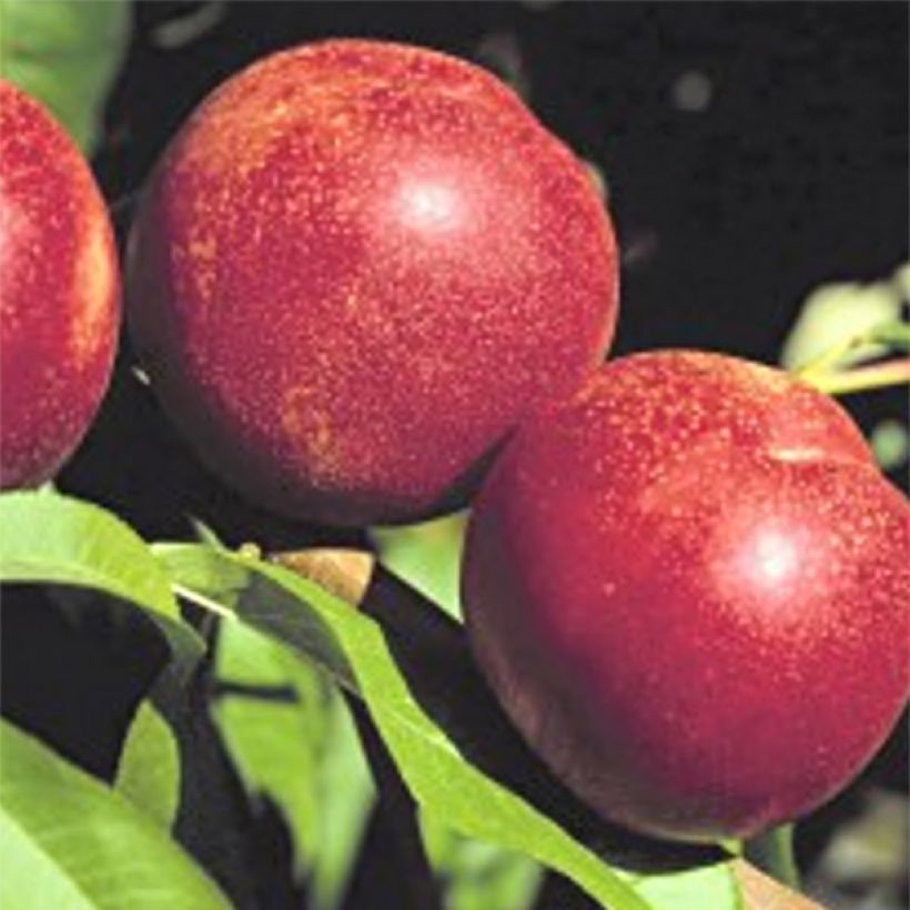 Nectarina Crimson Gold (Cosecha)