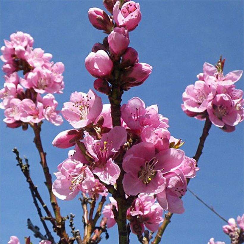 Nectarina Fantasia (Floración)